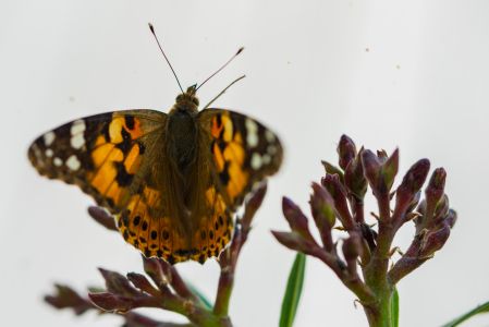 2-Schmetterling