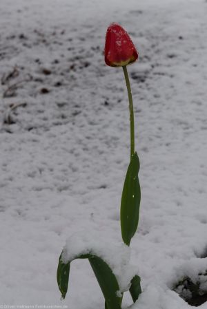 Fruehlingserwachen2017 Schnee-10