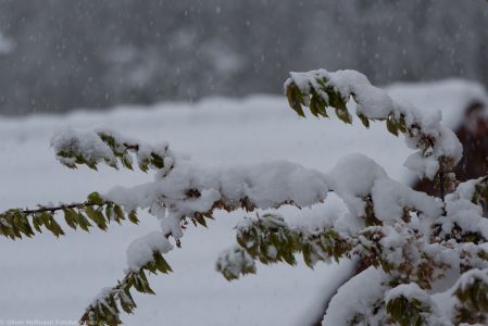 Fruehlingserwachen2017 Schnee-5