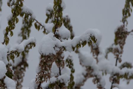 Fruehlingserwachen2017 Schnee-6