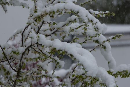 Fruehlingserwachen2017 Schnee-7