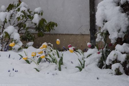 Fruehlingserwachen2017 Schnee-8