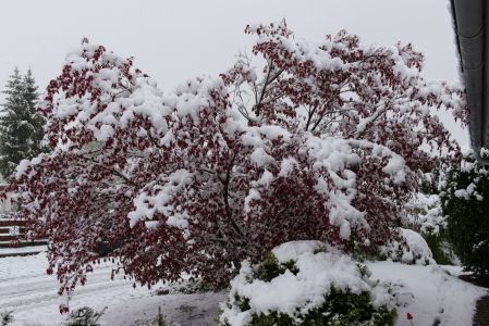 Fruehlingserwachen2017 Schnee-9